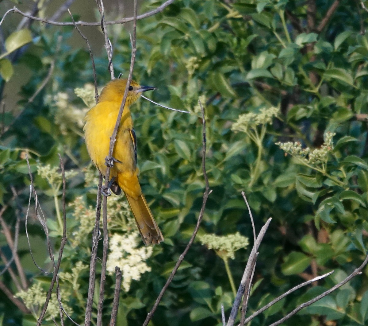 Hooded Oriole (nelsoni Group) - ML654306646