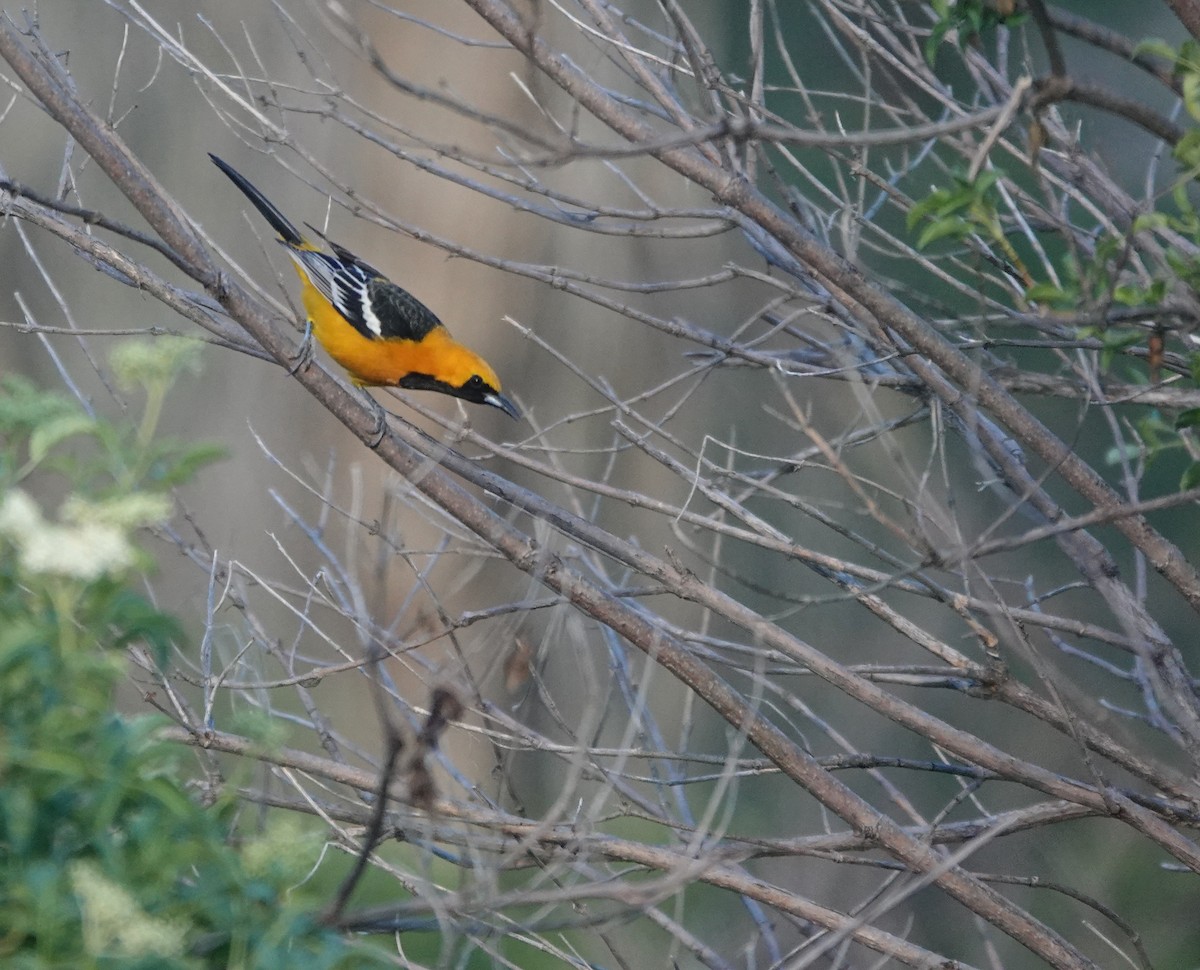 Hooded Oriole (nelsoni Group) - ML654306647