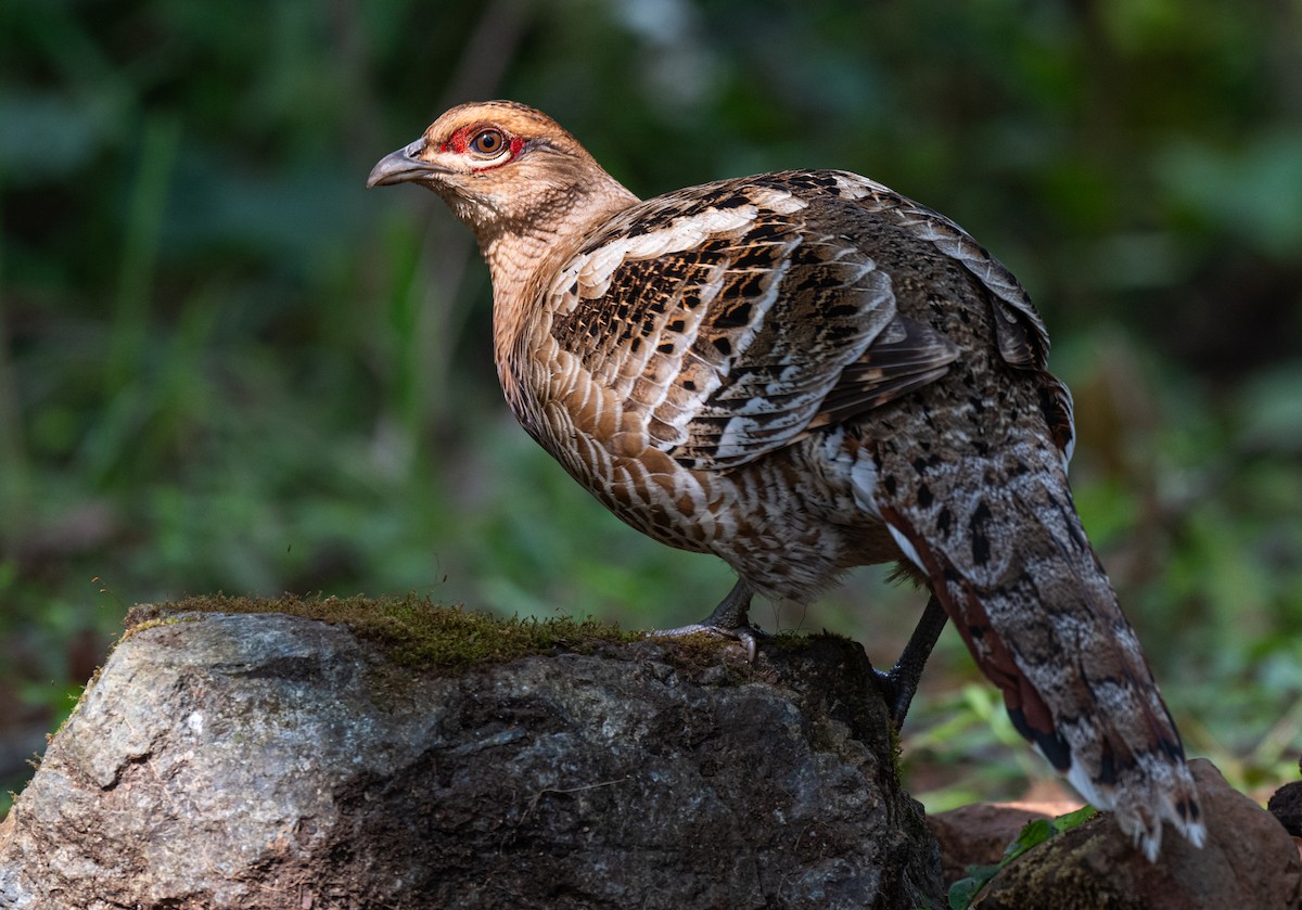 Faisán de Hume - ML654308971