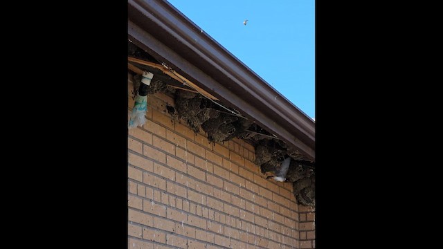 Cliff Swallow - ML654310259