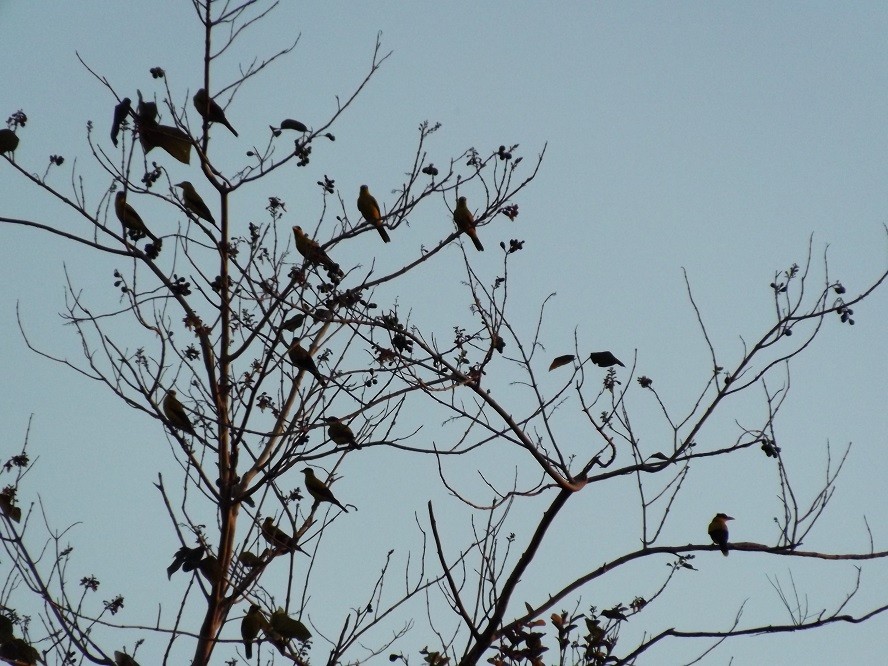 Black-naped Oriole - Linda Gocon