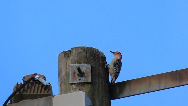 Red-bellied Woodpecker - ML654313135