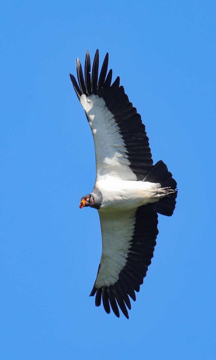 King Vulture - ML654315442