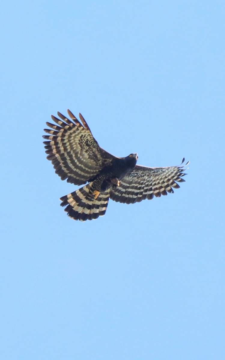 Black Hawk-Eagle - ML654316649