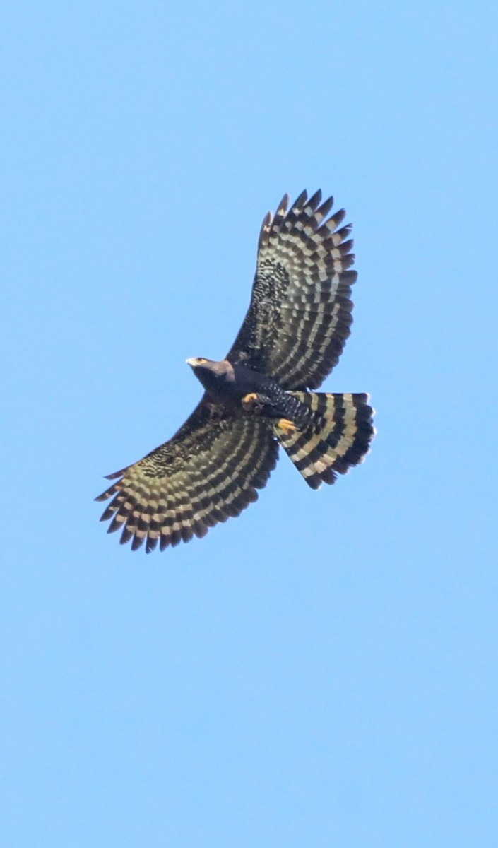 Black Hawk-Eagle - ML654316650