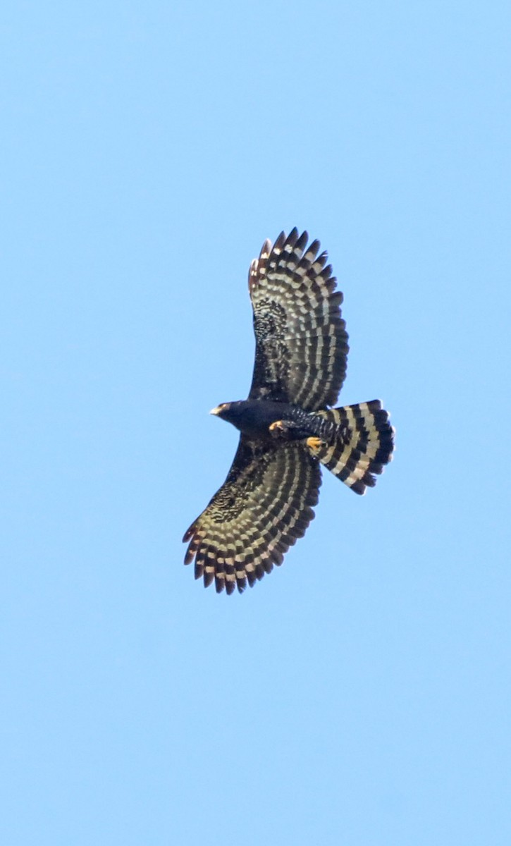 Black Hawk-Eagle - ML654316651