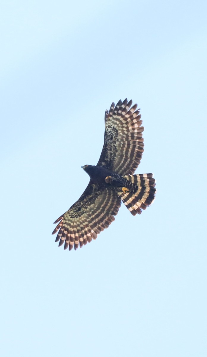 Black Hawk-Eagle - ML654316652