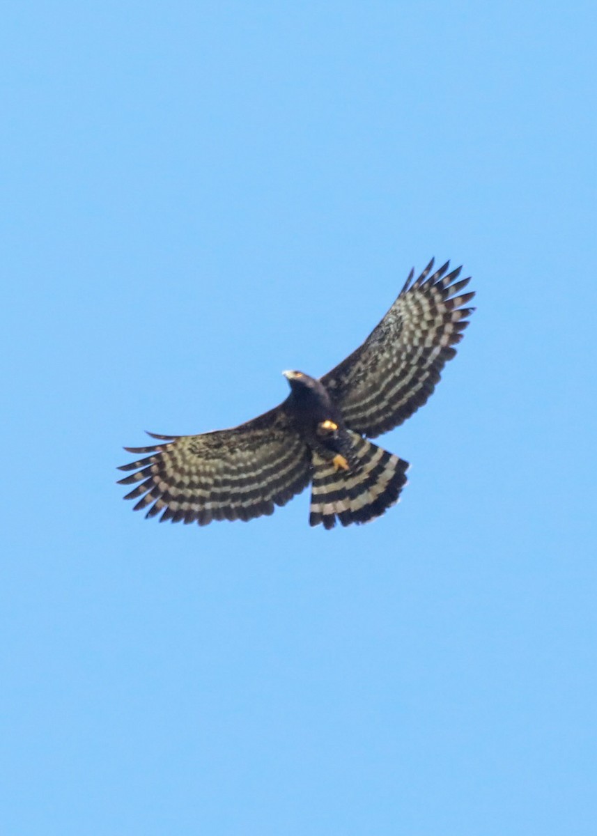 Black Hawk-Eagle - ML654316653