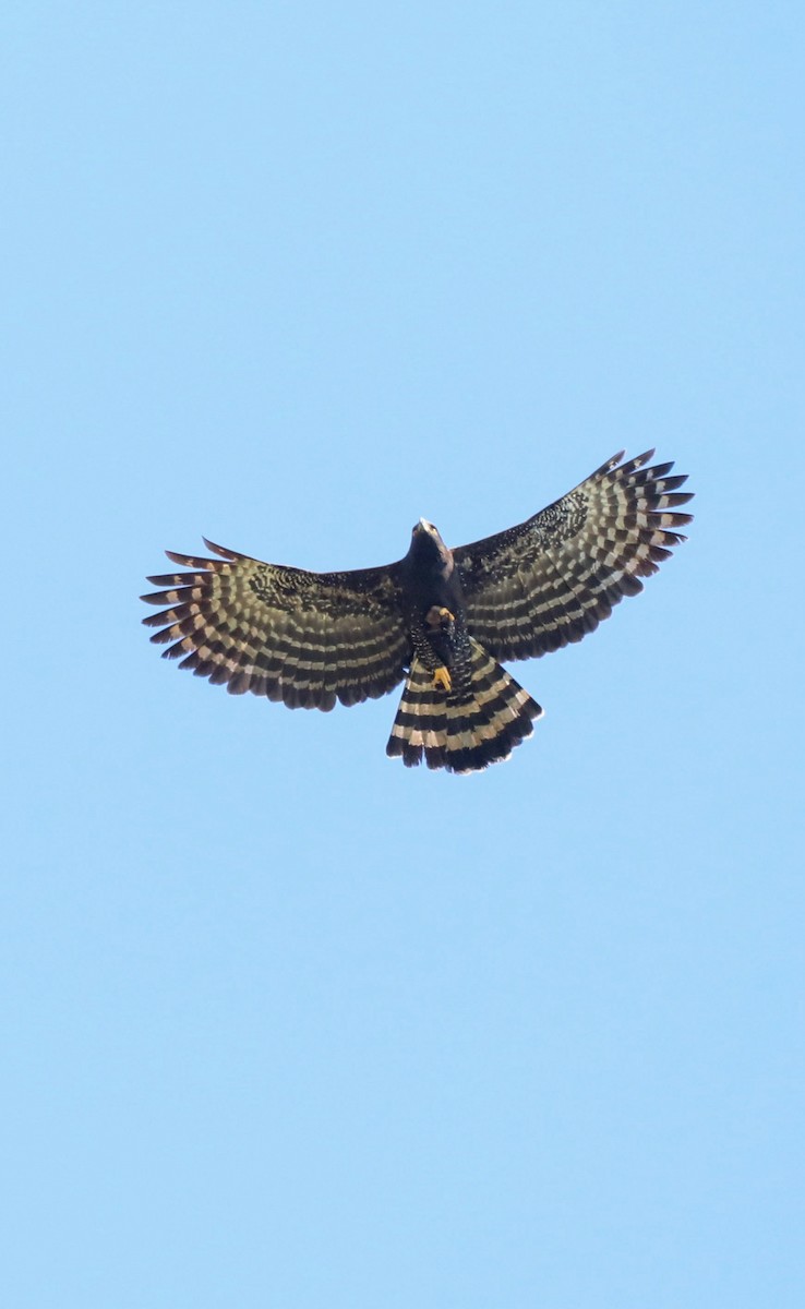 Black Hawk-Eagle - ML654316654