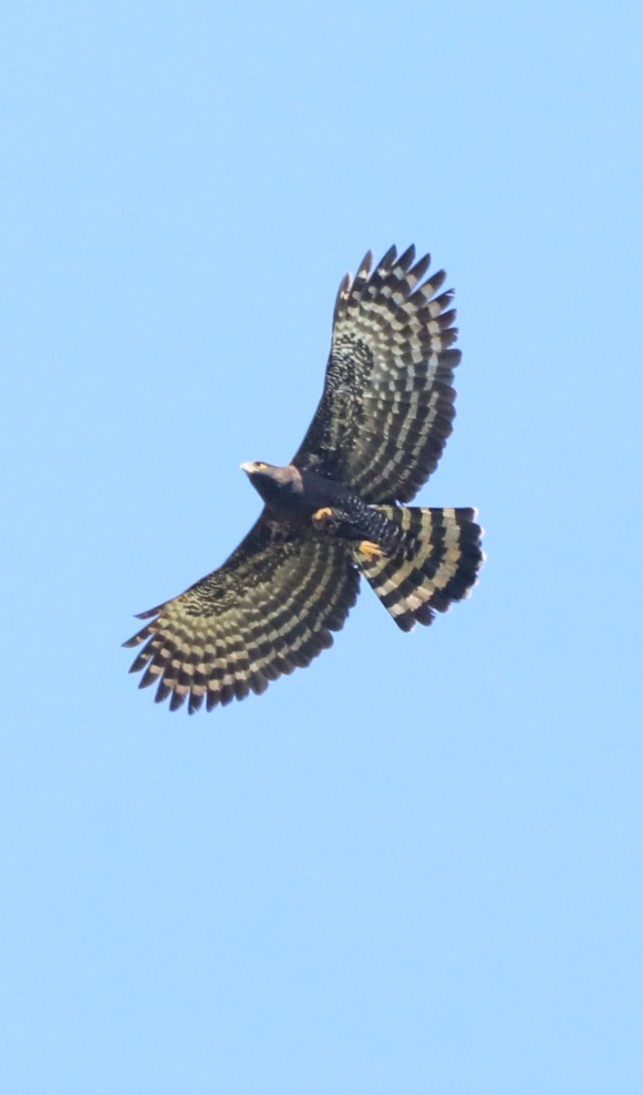 Black Hawk-Eagle - ML654316655