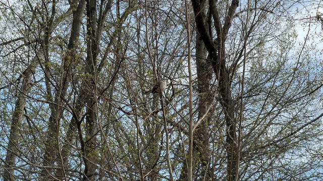 Kuzeyli Taklitçi - ML654316779