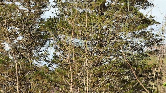 Kuzeyli Taklitçi - ML654316801