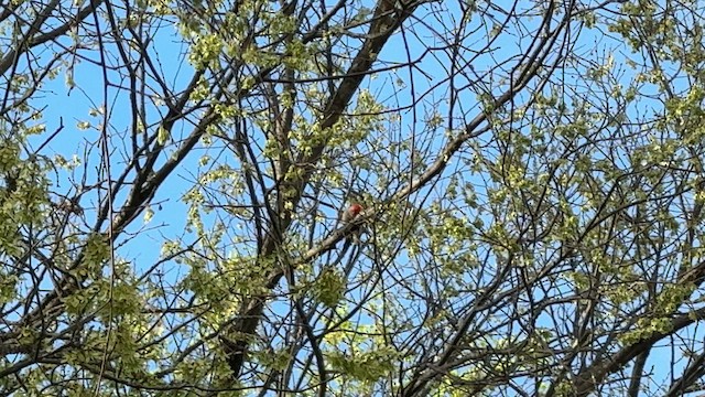 Red-bellied Woodpecker - ML654316834