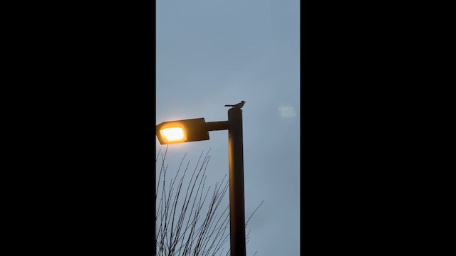 Kuzeyli Taklitçi - ML654317246