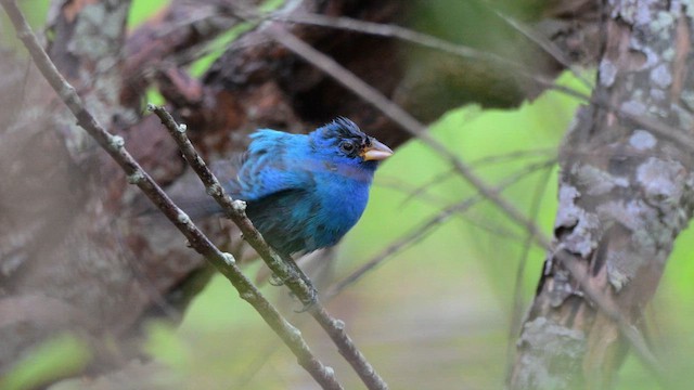 Indigo Bunting - ML654318764