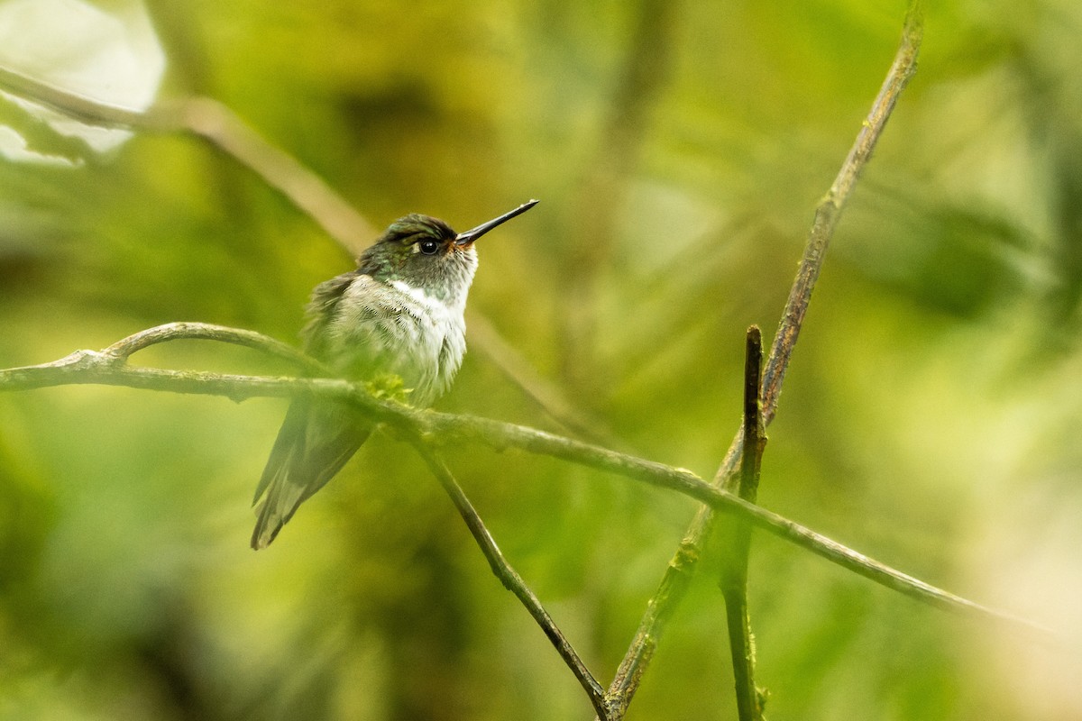 Ecuadorian Piedtail - ML654322223