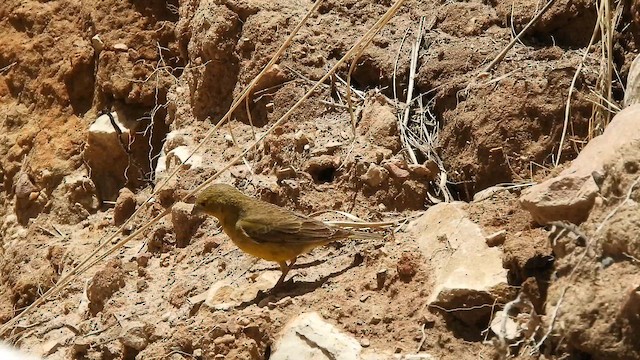 Greenish Yellow-Finch - ML654322277