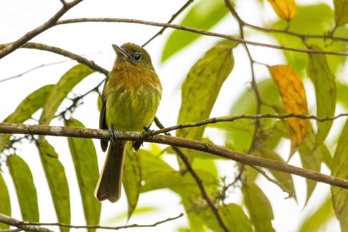 Fulvous-breasted Flatbill - ML654322300