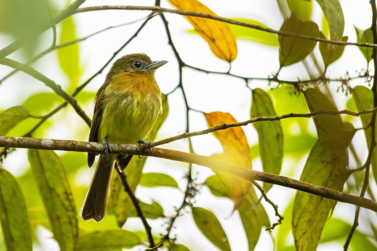 Fulvous-breasted Flatbill - ML654322303