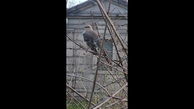 Kuzeyli Taklitçi - ML654322613