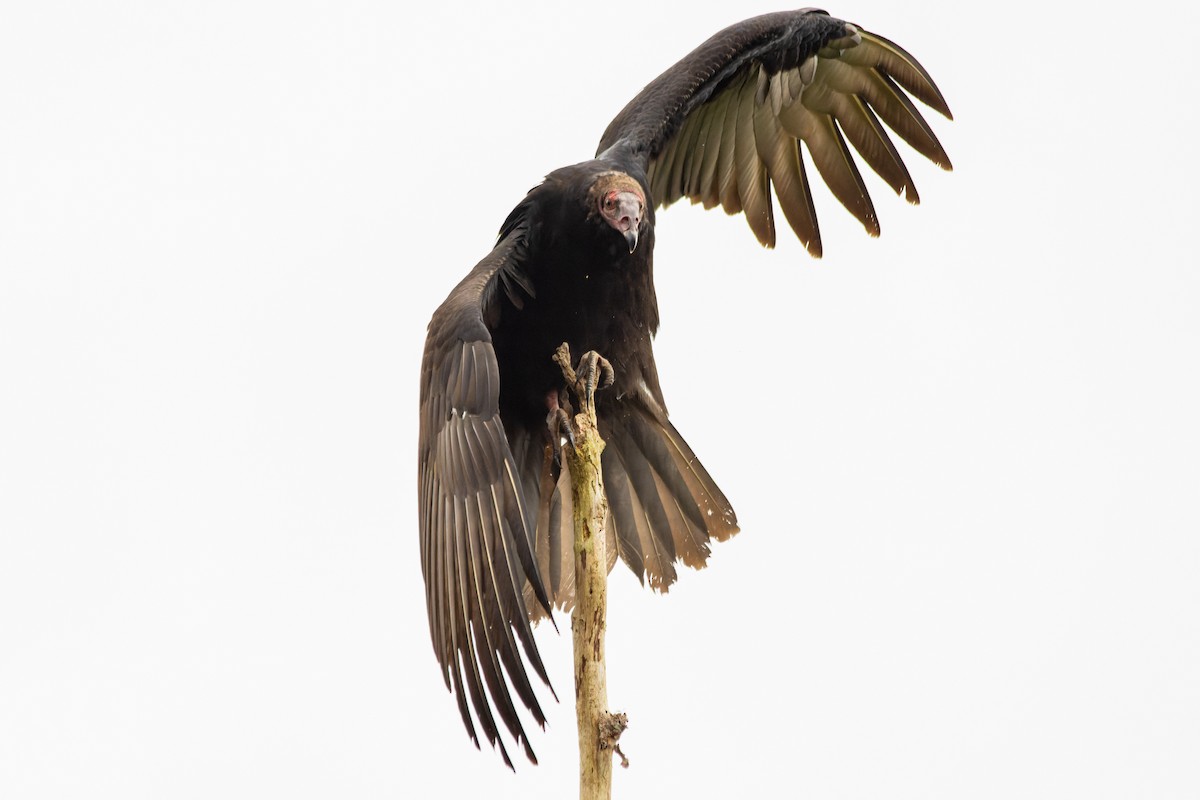 Turkey Vulture - ML654323086