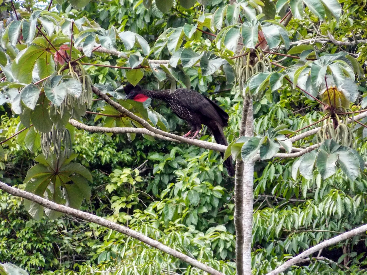 Crested Guan - ML65432631