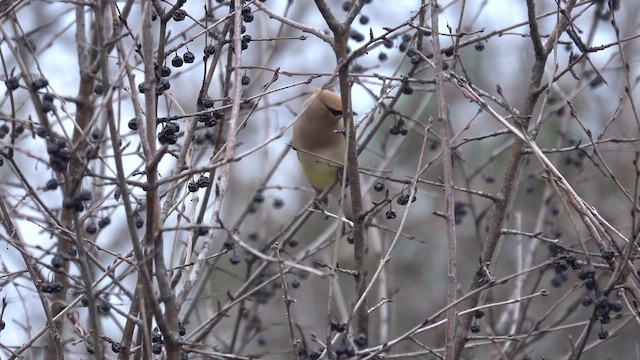 Cedar Waxwing - ML654327166