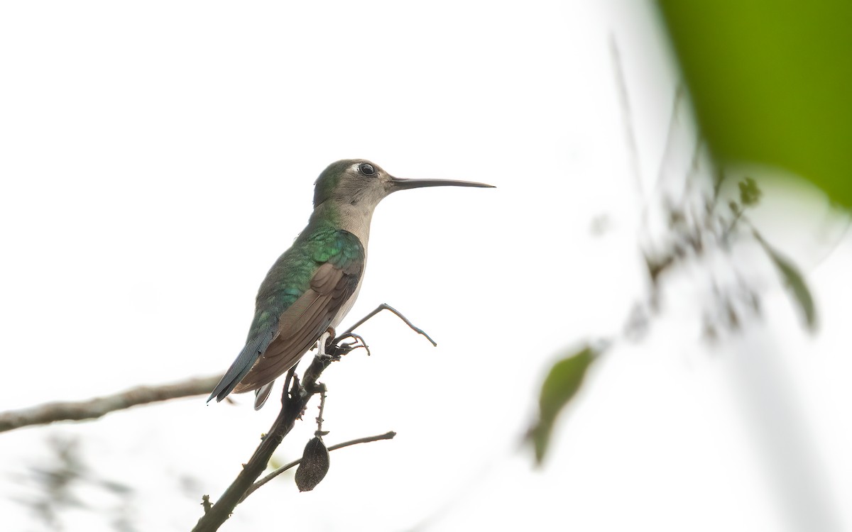 Wedge-tailed Sabrewing (Wedge-tailed) - ML654328972