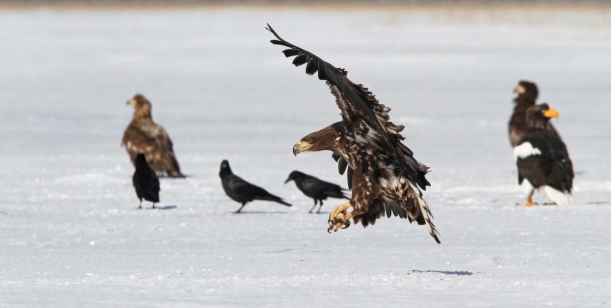 White-tailed Eagle - Christoph Moning