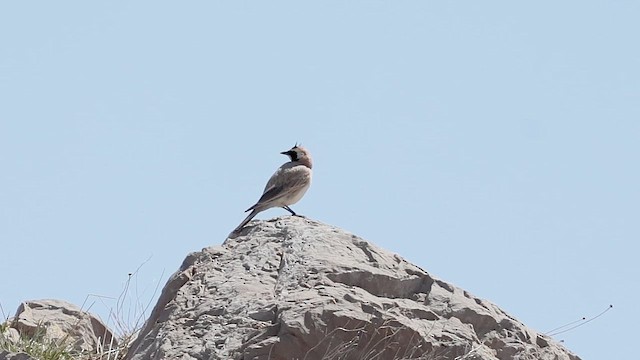 Hegatxabal adarduna - ML654334847