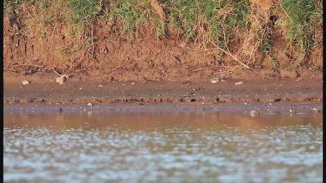 Cerceta Pardilla - ML654335135