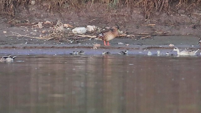 Cerceta Pardilla - ML654335137