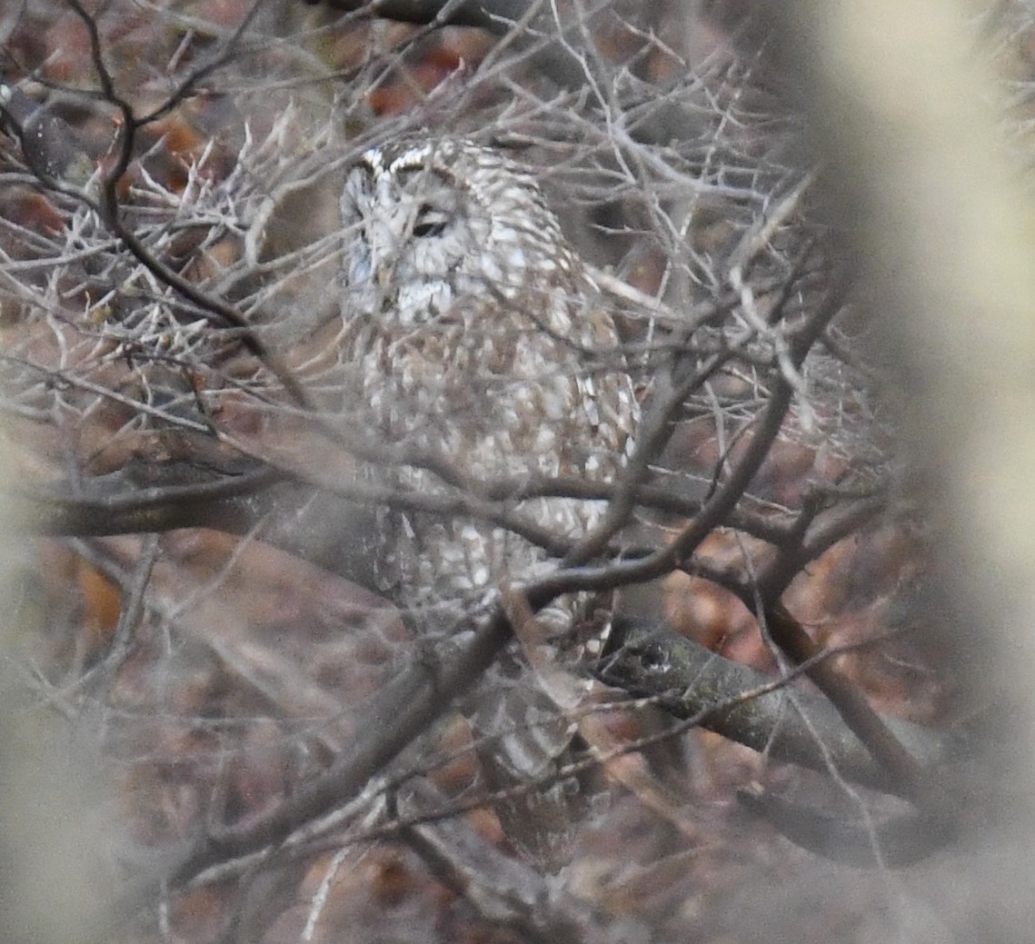 Habichtskauz - ML654335171