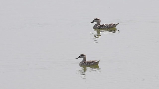 Cerceta Pardilla - ML654335181