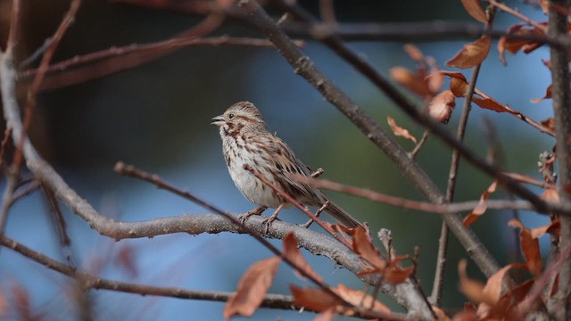Song Sparrow - ML654335384