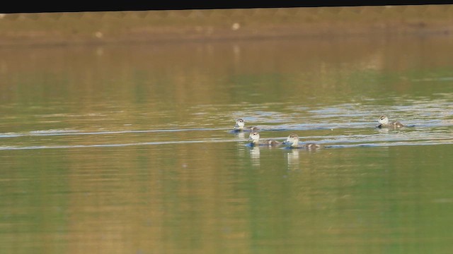 Cerceta Pardilla - ML654335481