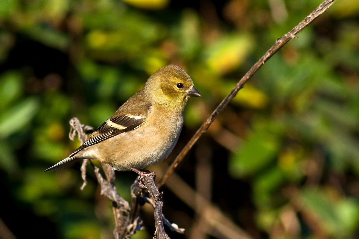 American Goldfinch - ML65433631