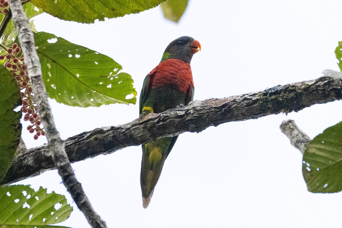 Coconut Lorikeet - ML654336668