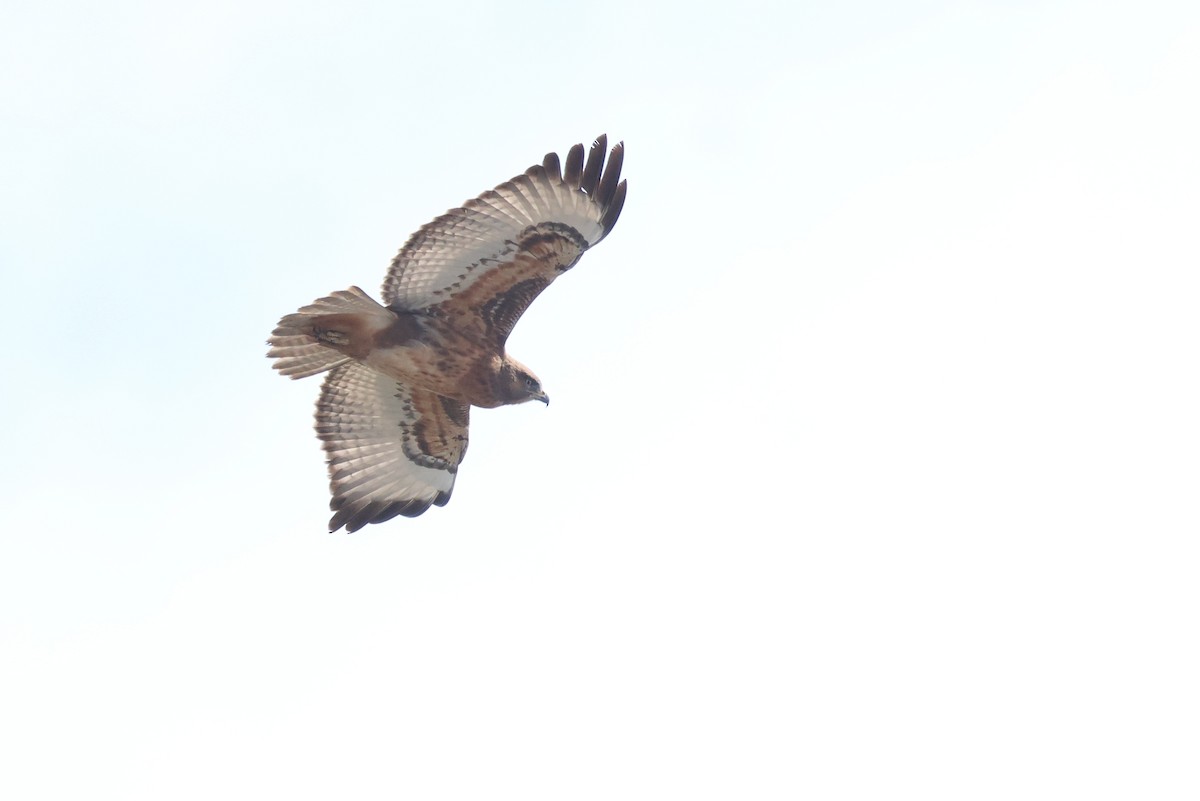 sjakalvåk - ML654338399