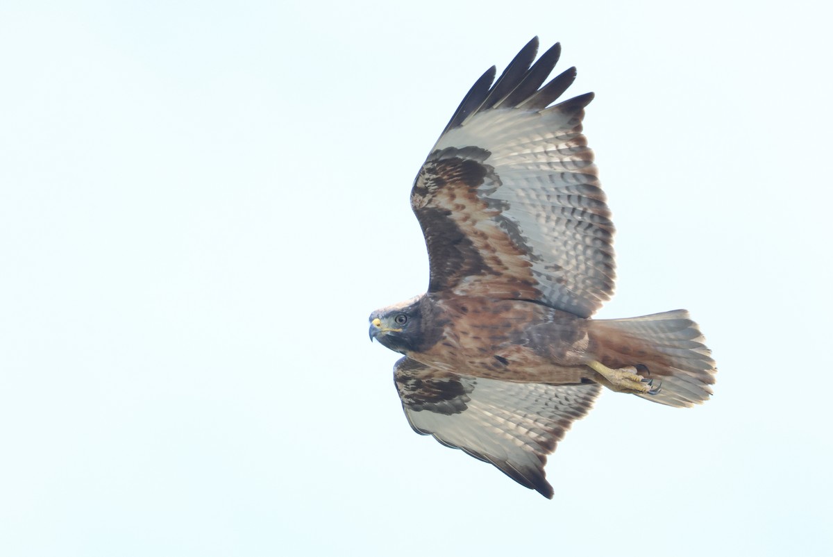 sjakalvåk - ML654338400