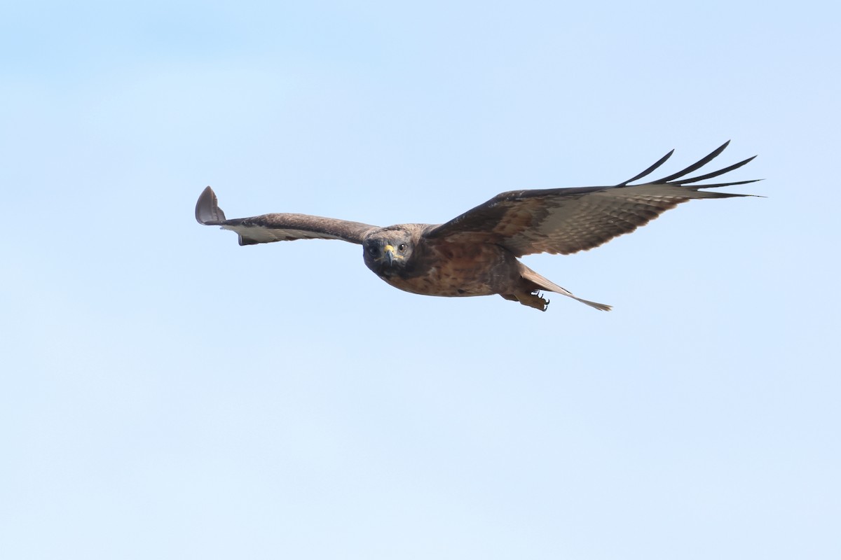 sjakalvåk - ML654338401