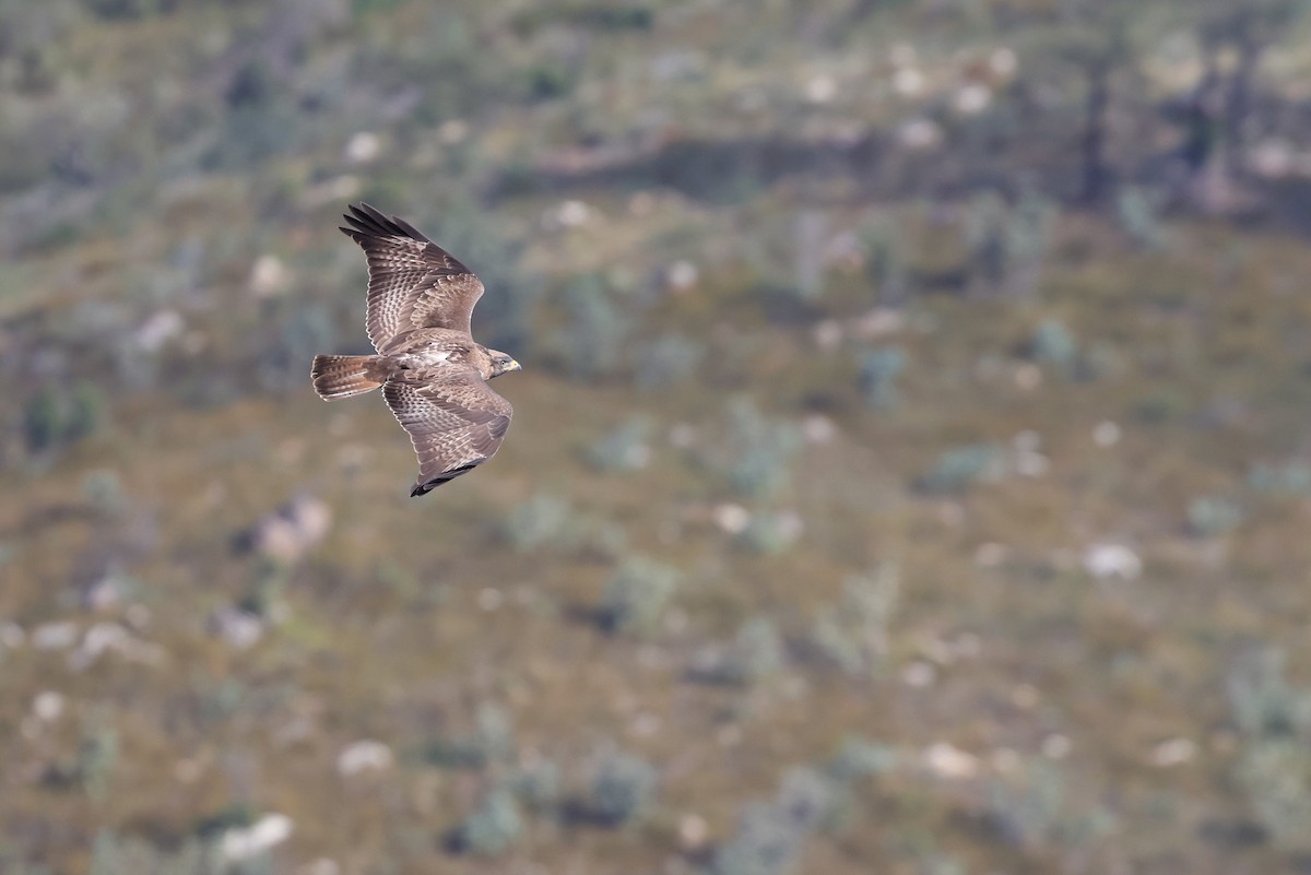 sjakalvåk - ML654338402