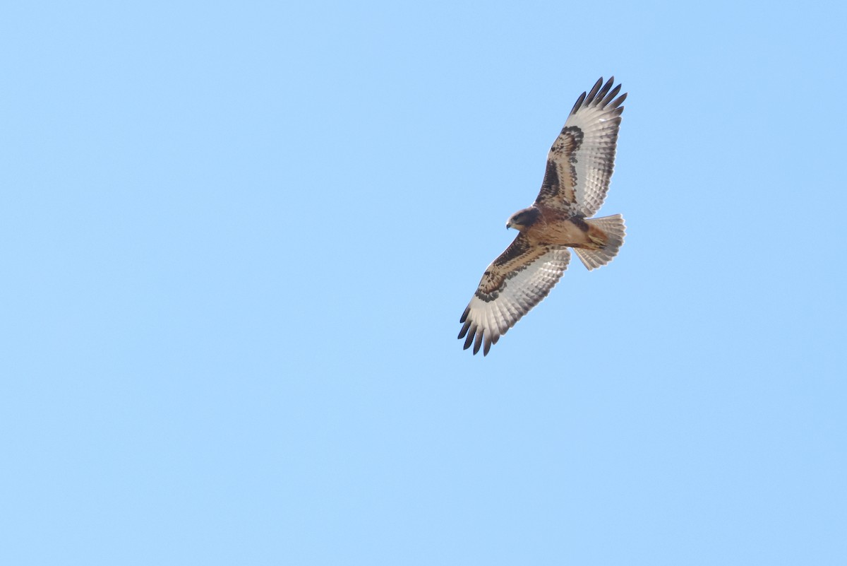 sjakalvåk - ML654338404