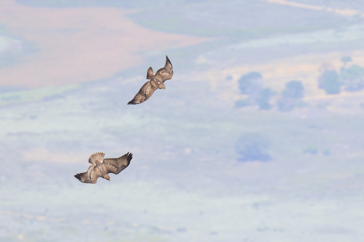 sjakalvåk - ML654338408