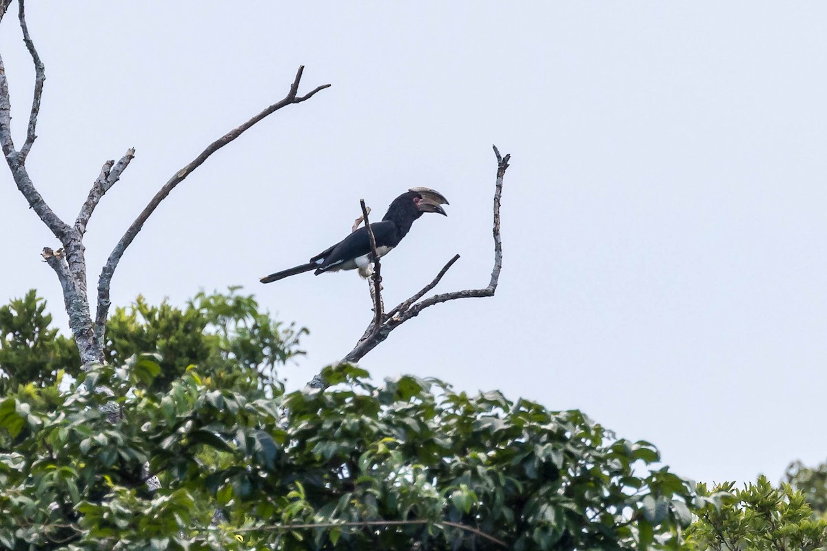 Trumpeter Hornbill - ML654342415