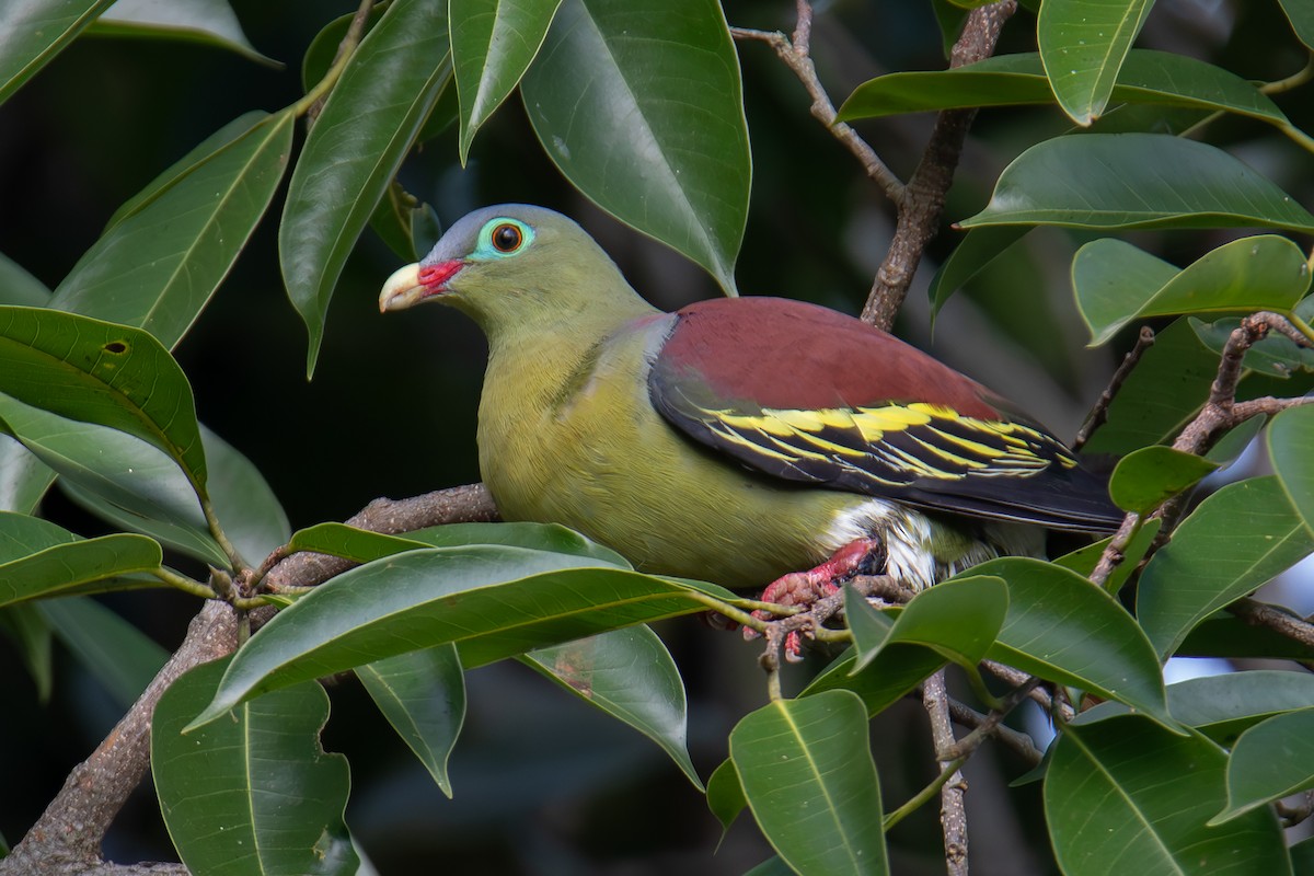 Thick-billed Green-Pigeon - ML654346781