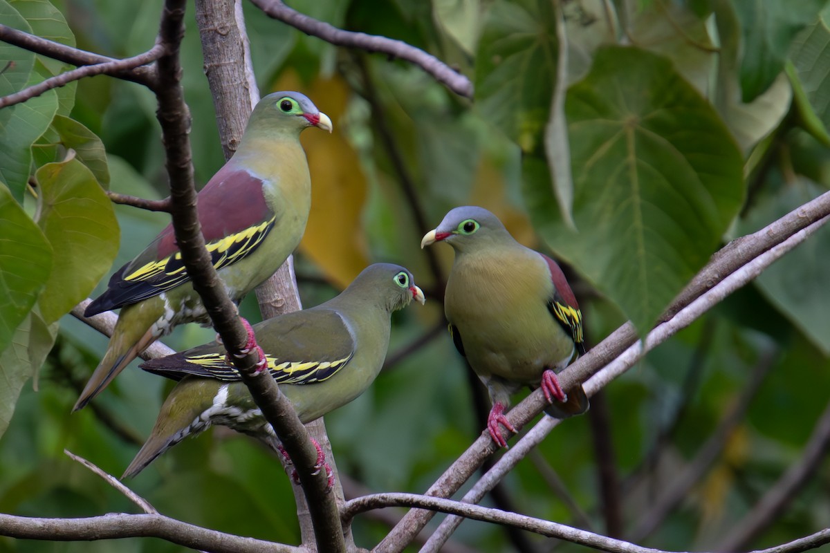 Thick-billed Green-Pigeon - ML654346782