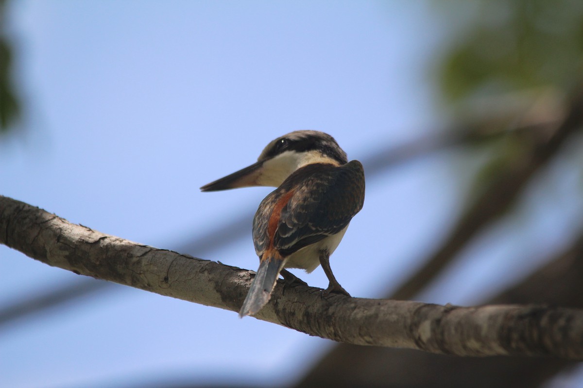 Red-backed Kingfisher - ML654347011