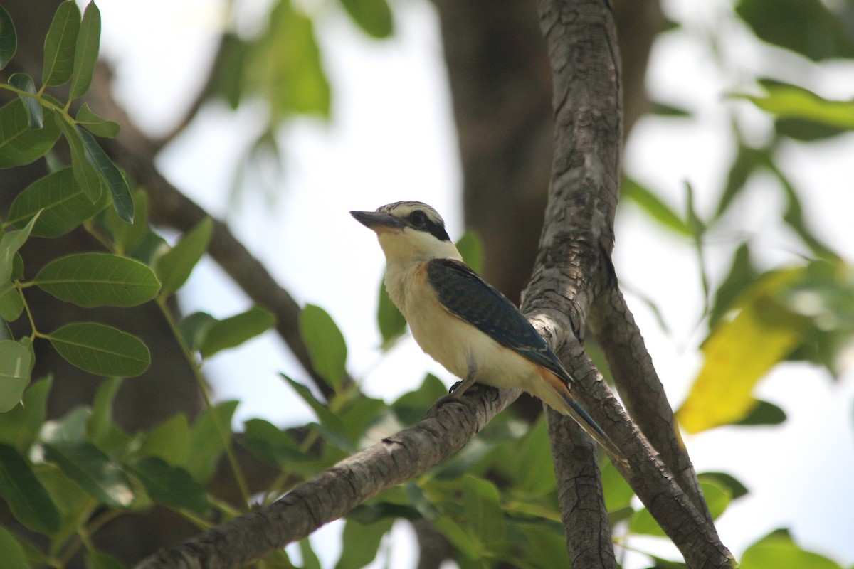 Red-backed Kingfisher - ML654347043