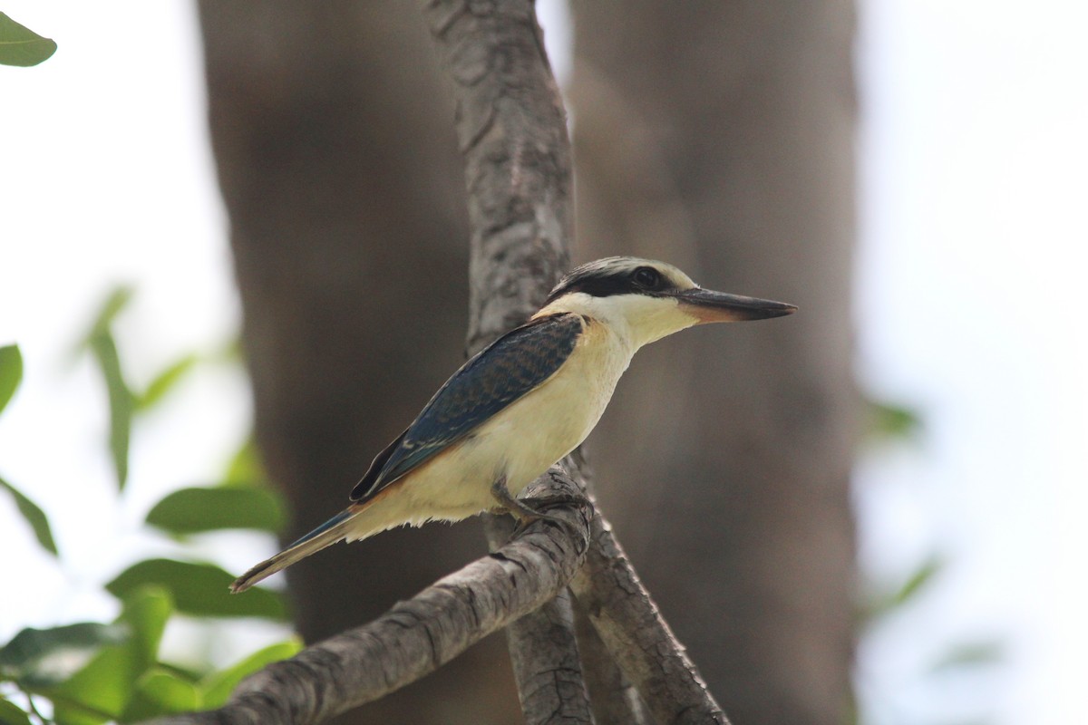 Red-backed Kingfisher - ML654347066